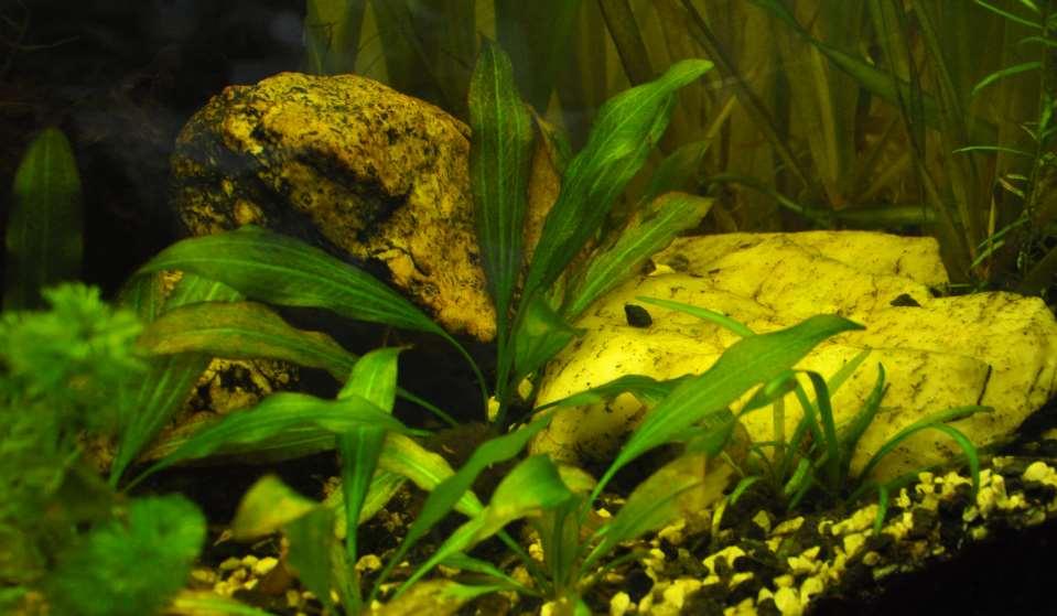 JN Echinodorus