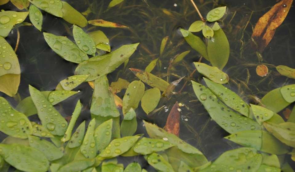 JN Potamogeton gramineus Plovoucí