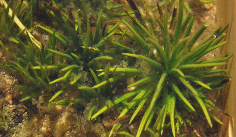 JN Isoetes lalcustris