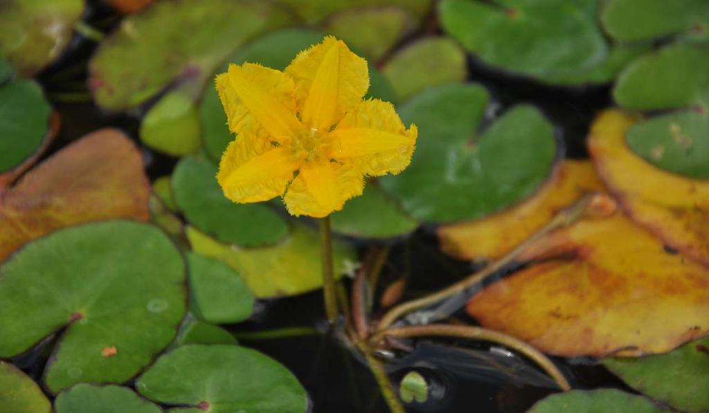 JN Nymphoides peltata Potřebuje alespoň 1 ppm Ca, jinak