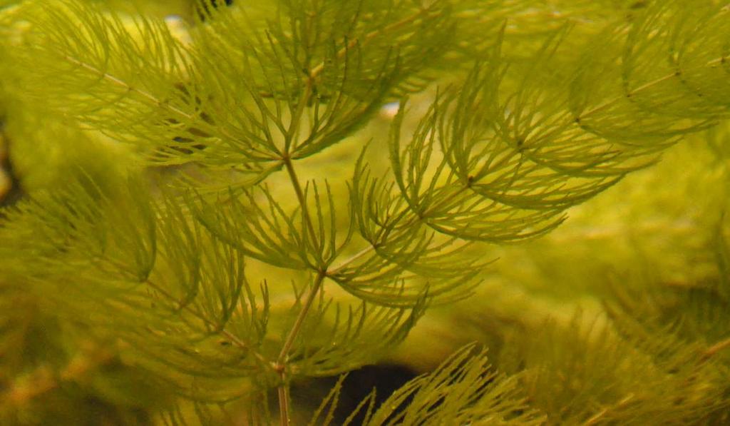 JN Ceratophyllum demersum Rostlina eutrofních