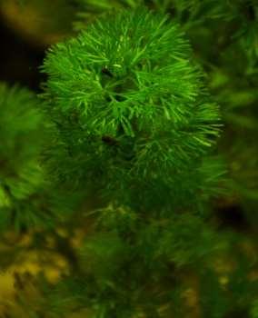 Alelopatie Příklady alelopatie Cabomba inhibuje Nuphar lutea Myriophyllum spicatum inhibuje řasy a sinice a larvy komárů Chara