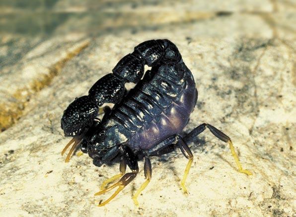 Orthochirus zagrosensis Kovařík, 2004, Co nového František Kovařík u štírů v roce 2004 Vroce 2004 bylo publikováno velké množství článků (viz literatura), avšak jednalo se především o jednotlivé