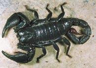 Přehled taxonů štírů popsaných v roce 2004 čeleď rod, druh výskyt Bothriuridae Simon, 1880 Brachistosternus ochoai Ojanguren Affilastro, 2004 Chile Pachakutej Ochoa, 2004 Pachakutej juchuicha Ochoa,