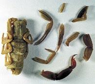 , 2004 Hottentotta acostai Lourenço, 2004 Čad Orthochiroides socotrensis Kovařík, 2004 Jemen (Sokotra) Orthochirus afghanus Kovařík, 2004 Orthochirus feti Kovařík, 2004 Orthochirus gromovi Kovařík,