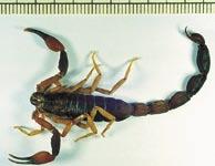Přehled taxonů štírů popsaných v roce 2004 čeleď rod, druh výskyt Buthidae C. L.