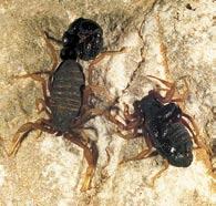 , 2004 Troglorhopalurus translucidus Lourenço et al.