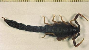 Orthochirus jalalabadensis Kovařík, 2004, alotyp Orthochirus jalalabadensis Kovařík, 2004, holotyp Euscorpiops kubani Kovařík, 2004, paratyp SUMMARY Scorpion news for 2004 The table is an overview of