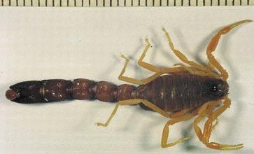 The literature is too voluminous for comprehensive presentation, and I have therefore selected only papers which include taxonomic changes and additions or are in my opinion otherwise significant.