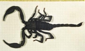 of all the species (Kovařík, 2004). Breeders may find captivating a report in which Rolando Teruel for the first time describes parthenogenesis in the species Centruroides gracilis.