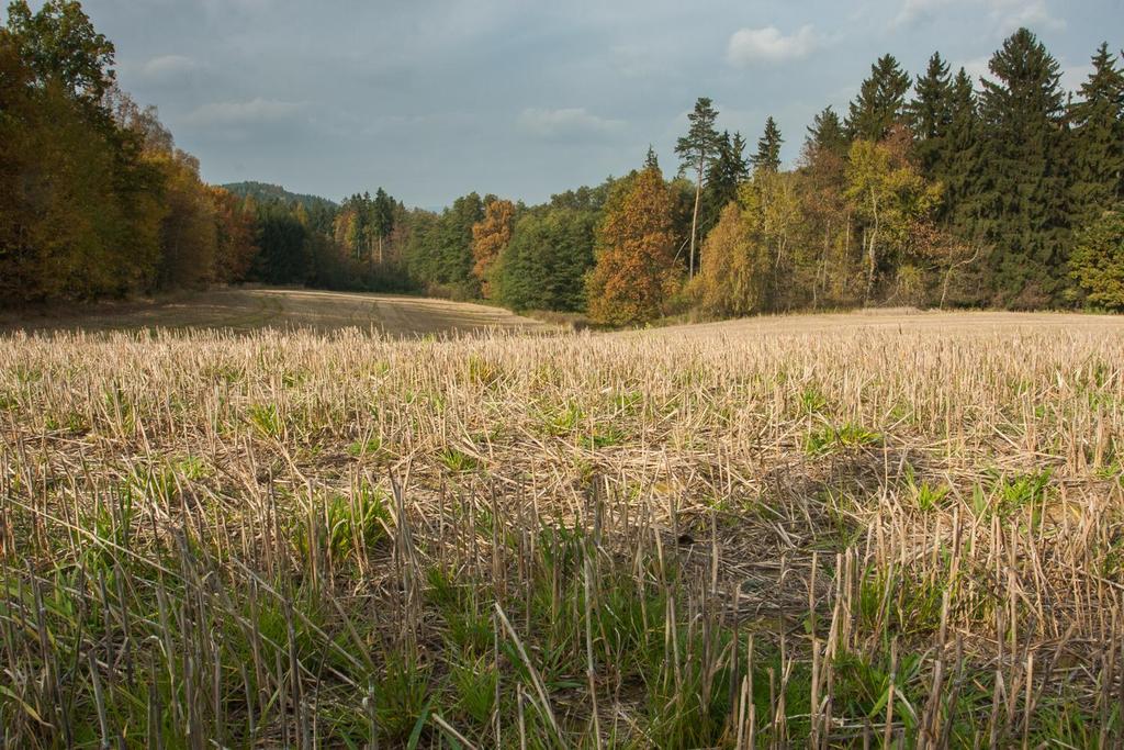 Obrázek 1: Pohled na agrocenózu bohatou na mechorosty v období, kdy polní mechorosty kulminují ve své růstové fázi. Pole nedaleko Nového Malína na Šumpersku. Foto: Štěpán Koval 2010 3.