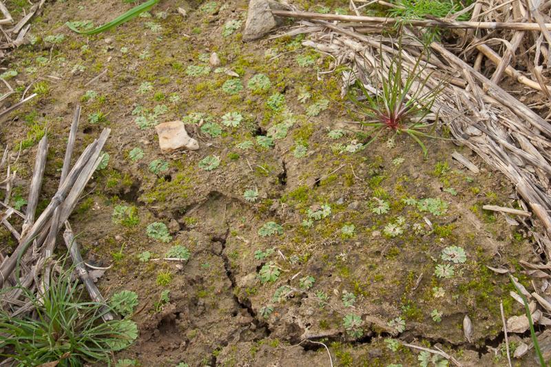 Obrázek 2: Detail povrchu půdy v agrocenóze bohaté na mechorosty. Výskyt játrovek, hlevíků a mechů. Pole nedaleko Nového Malína na Šumpersku.