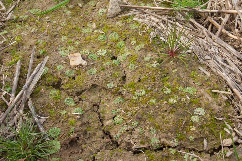 Obrázek 2: Detail povrchu půdy v agrocenóze bohaté na mechorosty. Výskyt játrovek, hlevíků a mechů. Pole nedaleko Nového Malína na Šumpersku.
