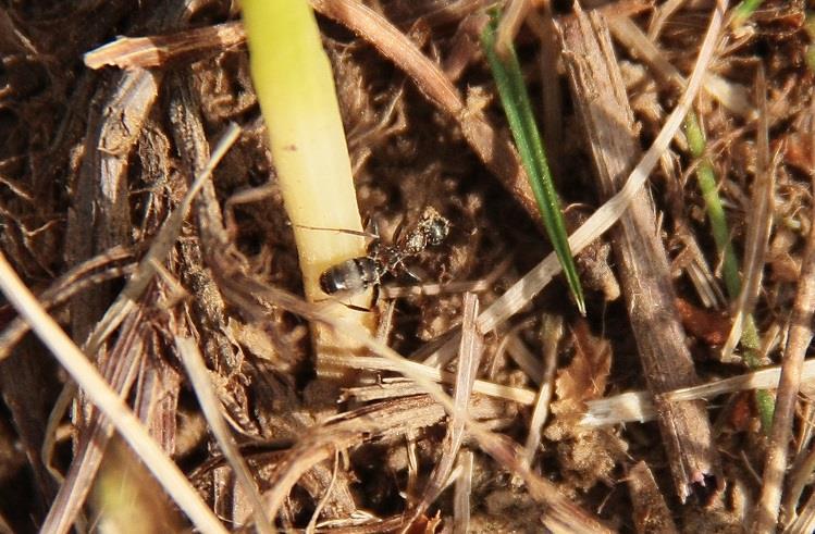 Houbové choroby, plísně, baktérie, viry Nalezené hnízdo bylo prozkoumáno i ohledně možných nemocí způsobené houbami, plísněmi, baktériemi nebo viry.