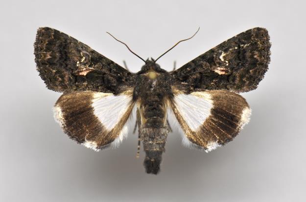 začátku září. Hostitelskými rostlinami housenek jsou různé druhy trav, bylin a keřů. (Macek et al. 2008) Xestia cnigrum (Linnaeus, 1758) 7. 6. 2015 12 ex., 6. 7. 2015 1 ex., 2. 8. 2015 10 ex., 24. 8. 2015 9 ex.