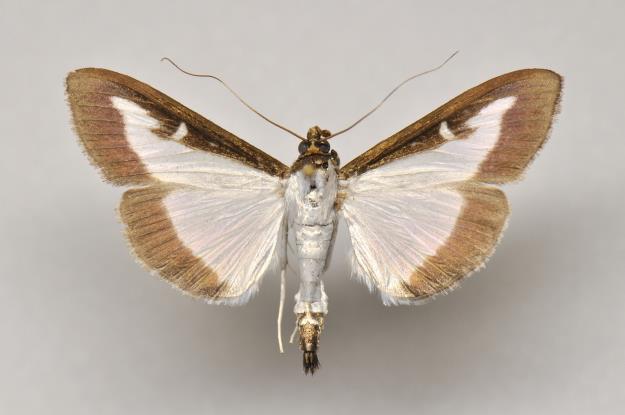 Xestia sexstrigata (Haworth, 1809) 24. 8. 2015 1 ex. Xestia xanthographa (Denis & Schiffermüller, 1775) 1. 9. 2015 12 ex., 19. 9. 2015 8 ex.