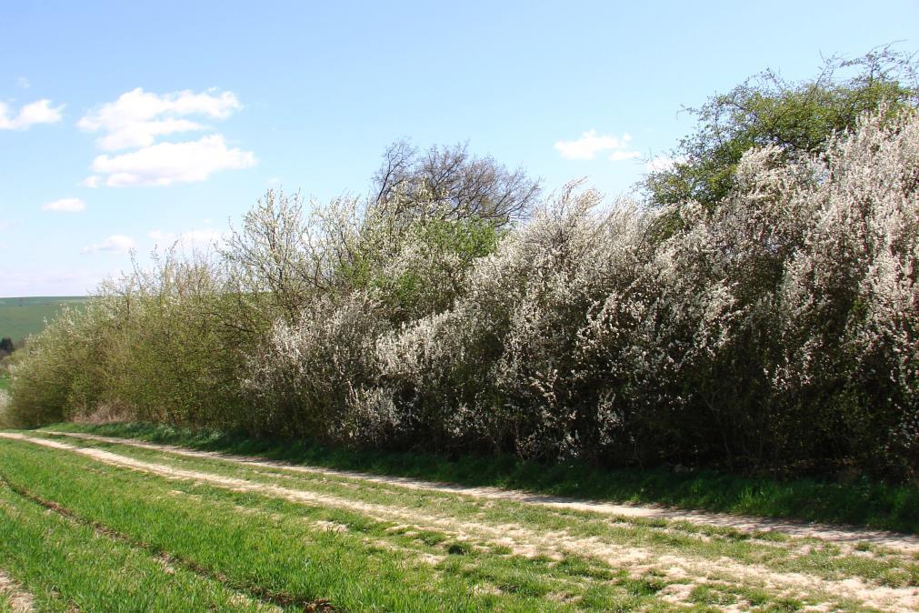 Rozdělení úseků s popisem a snímky Celý transekt je s ohledem na zvolenou metodiku rozdělen podle převládajícího biotopu do šesti úseků, při čemž druhý, třetí