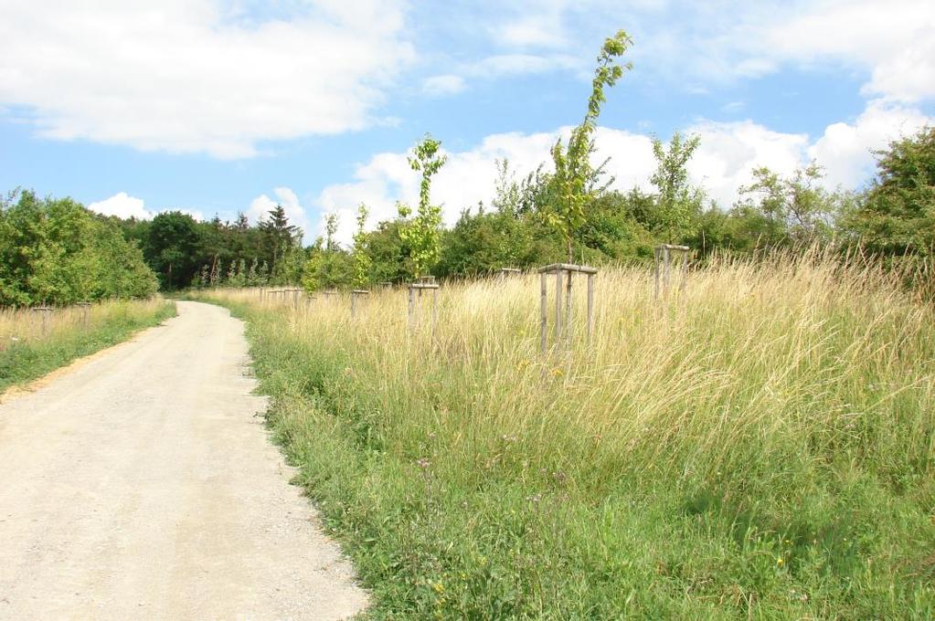 Pátý úsek (postindustriální stanoviště) sleduje okraje silnic a budované muzeum v přírodě v západní