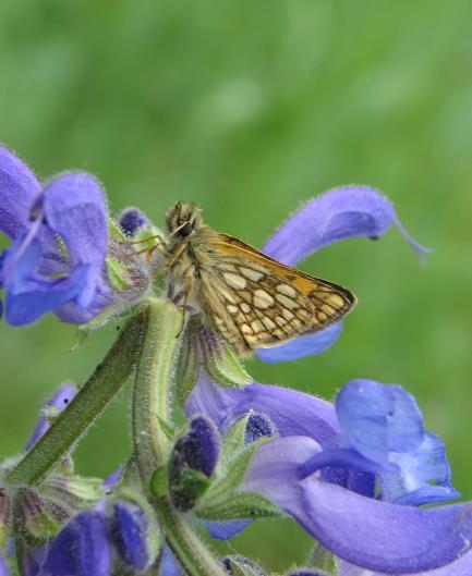 2), který obsahuje 381 položek. ba záznamy byly odeslány současně do databáze Biologického centra Entomologického ústavu kademie věd České republiky v Českých Budějovicích. Soupis druhů pro o.p.s. Rochus je doplněn českými jmény (viz příloha č.