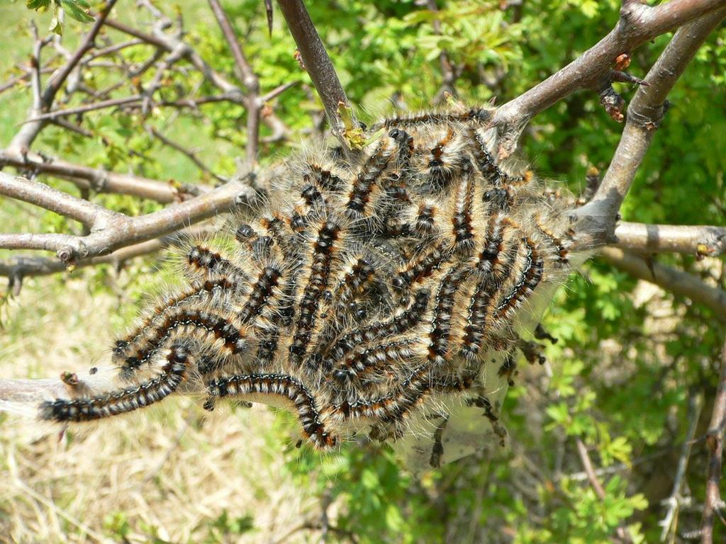 br.1: Larvální hnízdo bourovce trnkového (Eriogaster catax). Radějov, 2007. (Foto: M.