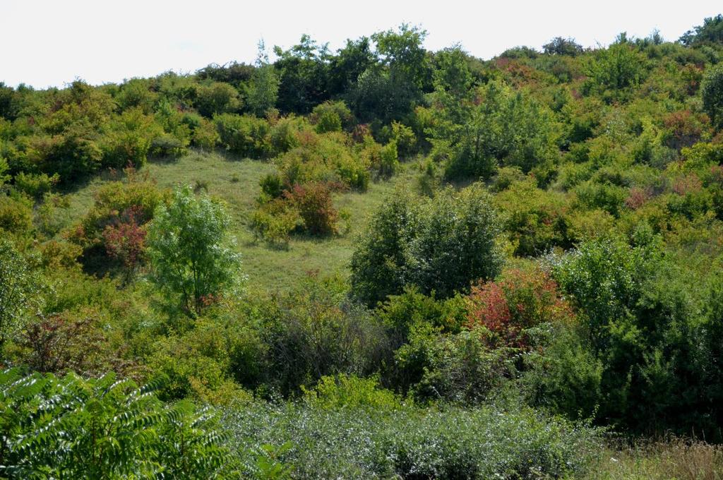 1. Úvod Po dlouhá desetiletí byla lokalita ve svahu pod kaplí sv. Rocha využívána jako vojenské cvičiště.