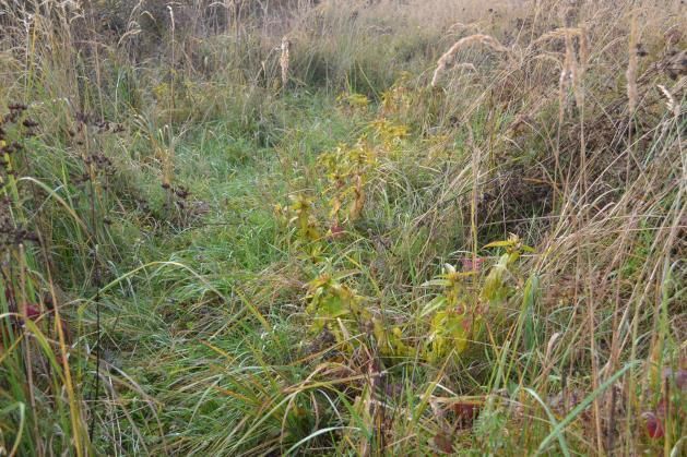 3.1.1. Hořec křížatý (Gentiana cruciata) Hořec křížatý (Gentiana cruciata subsp.