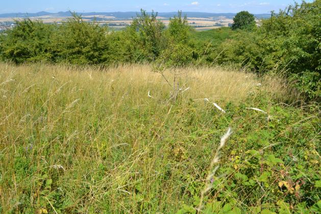 3.1.2. Čilimník zelenavý (Chamaecytisus virescens) Čilimník zelenavý (Chamaecytisus virescens), ohrožený druh z Červeného seznamu (C3), se v EVL Rochus vyskytuje na několika mikrolokalitách.