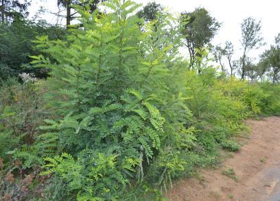 Slunečnice topinambur (Helianthus tuberosus) Druhem,
