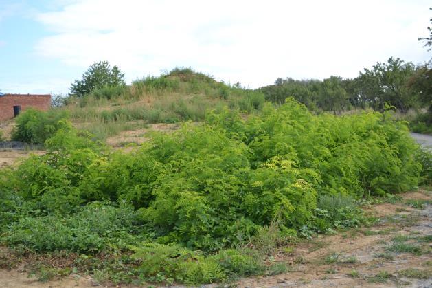 3.2.2. Trnovník akát (Robinia pseudacacia) Z invazních druhů se na území EVL vyskytuje také trnovník akát, a to v několika skupinách vzrostlých stromů a v částečně odstraněném lesíku pod kaplí sv.
