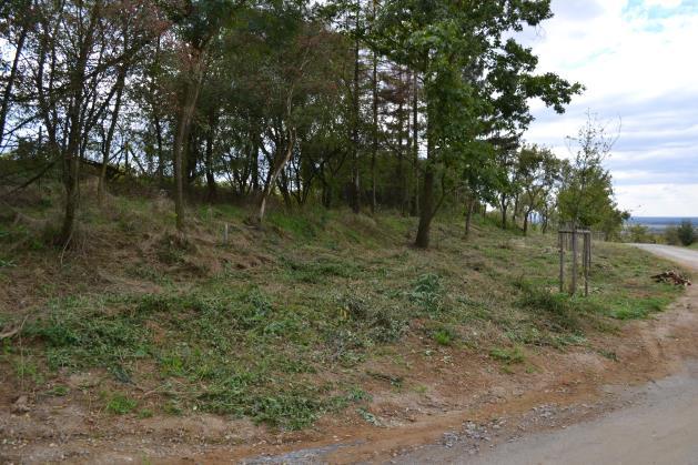 Likvidace mladých akátových výmladků byla provedena podél cesty od muzea ke kapli, na obnažené ploše pro výsadbu aleje (cca 580 m 2 ).
