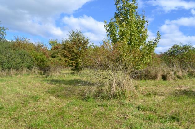 Bylinkový záhon umožní pozorovateli vnímat jednotlivé druhy všemi smysly. Pozná jejich vůni, chuť, hmatem může rozlišit strukturu listů, uvidí jejich vzrůst i květ.