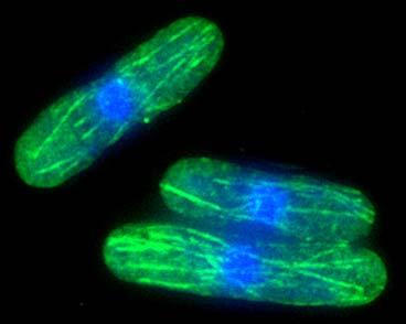 Schizosaccharomyces