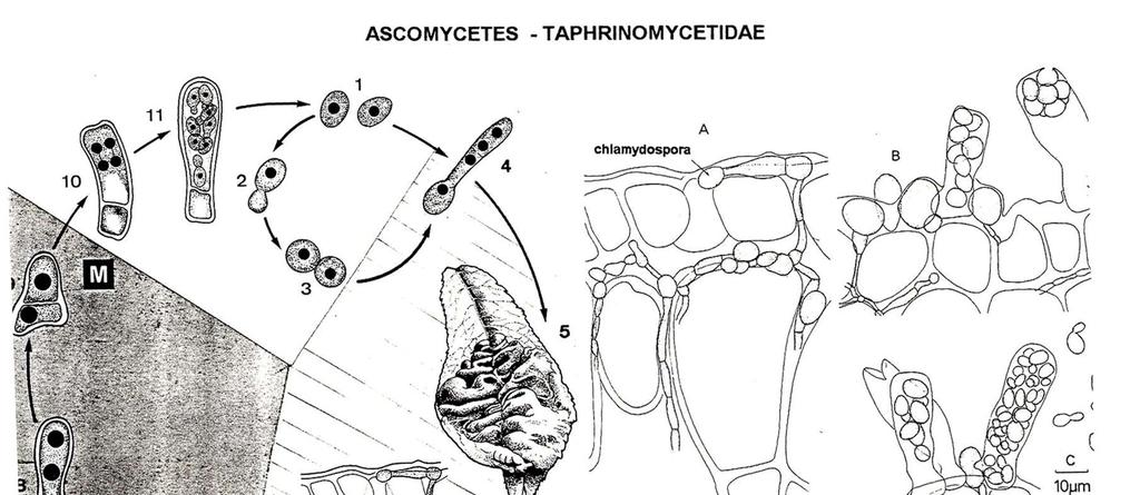 Taphrina deformans