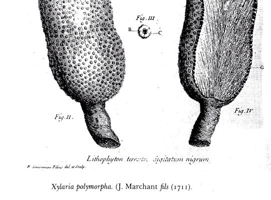 Velká morfologická i ekologická rozmanitost a s tím rozsáhlá terminologie.