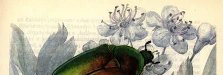 HOLOMETABOLA = ENDOPTERYGOTA,, [=