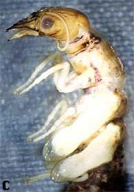 rodů přítomné cerky - samci s párem p gonopodů Corydalus