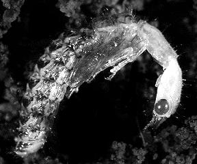 MORFOLOGIE LARVY A KUKLY LARVA - terestrická - oligopodní, kampodeoidní - hlava prognátn tní,, obdéln lníkovitá - stemmata přítomna v počtu 4-74 7 párůp - tykadla krátk tká,, 3