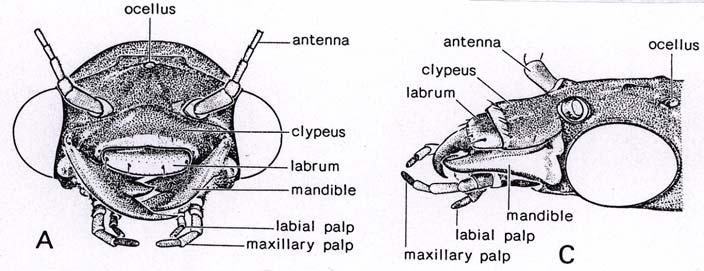 stemmaty - rody Raphidia (R. flavipes) ) a Agula (A.