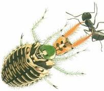 kampodeoidní - hlava prognátn tní - ústní ústrojí kousací (prodloužen ené lacinie spolu s mandibulami kanálek k nasávání) - ústní otvor je uzavřený -