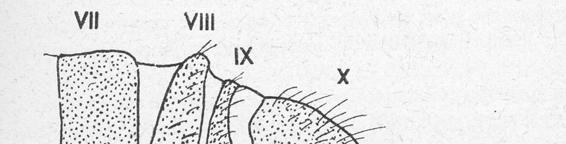 ZADEČEK EK - s 10 články (u Chrysopidae 9) - sternit I