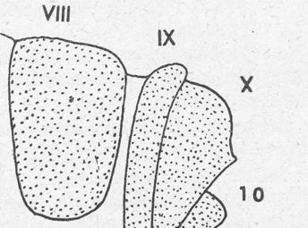 pod X, tergit X s rozetami trichobothrií, článek X s