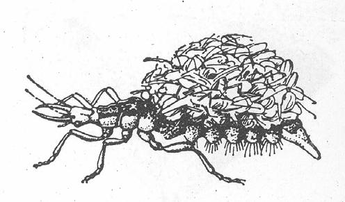 (5) HEMEROBIOIDEA (2) CHRYSOPIDAE (zlatoo( zlatoočkovití) -