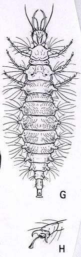 záda z kožky ky kořisti (Sternorrhyncha( Sternorrhyncha,