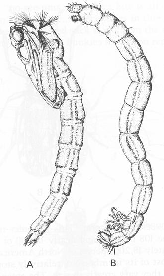 Siphonaptera, akuleátn tní Hymenoptera, Coleoptera: např.