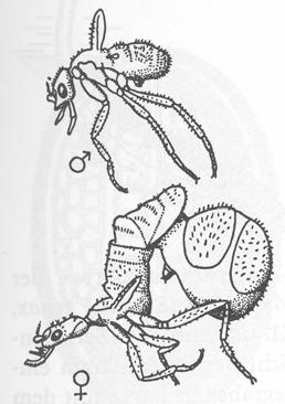- skarabeoidní tvar redukce nohou, (d) instar IV. - neaktivní pseudochrysalis (e) instar V.