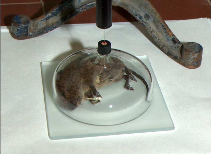 (Microtus agrestis; 3 ks)