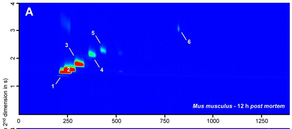 GC GC-TOFMS chromatogram S-TOS uvolňované z mrtvolky Mus musculus zobrazené na specifické hmotnosti 47 (CH 3 S )