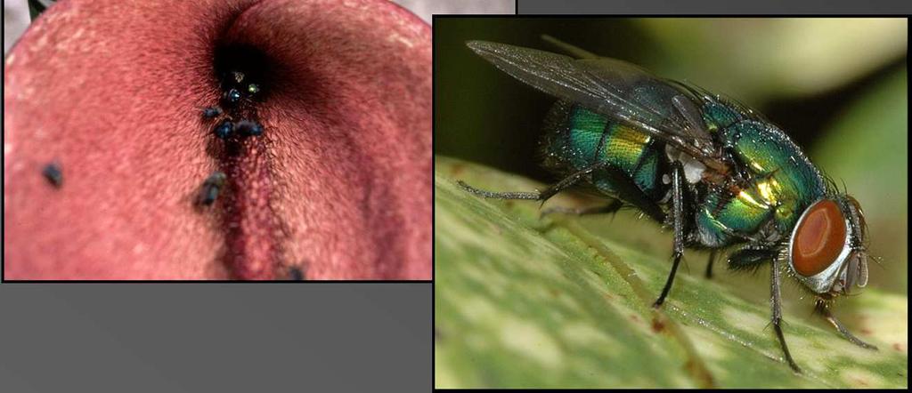 (Lucilia sp.