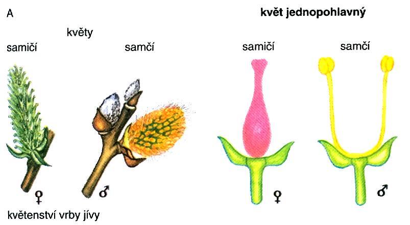 dvoudomá rostlina: Pokuste se vysvětlit pojmy: Entomogamie, hydrogamie, ornitogamie,