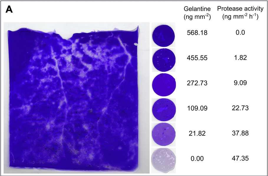 Spohn et al. / Soil Biology & Biochemistry 58 (2013) 275e280 Amylase activity Amylasezymogramand calibration gels (B).  Spohn et al.